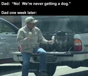 not getting a dog ... 2