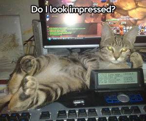 You Not Impressed Yet funny picture