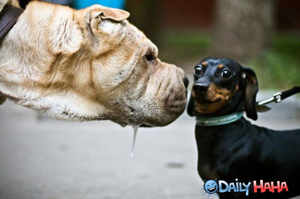 Bad Kisser funny picture