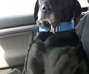 not a great driver funny picture