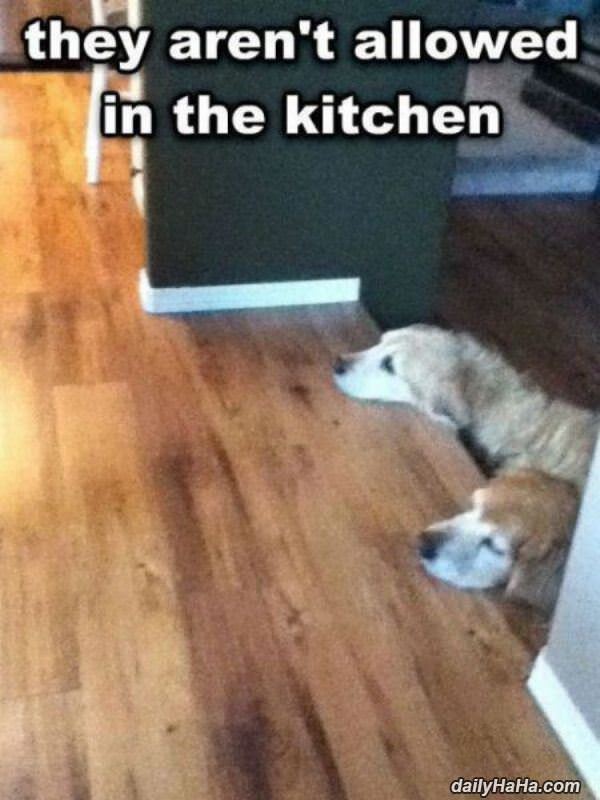 not allowed in the kitchen funny picture