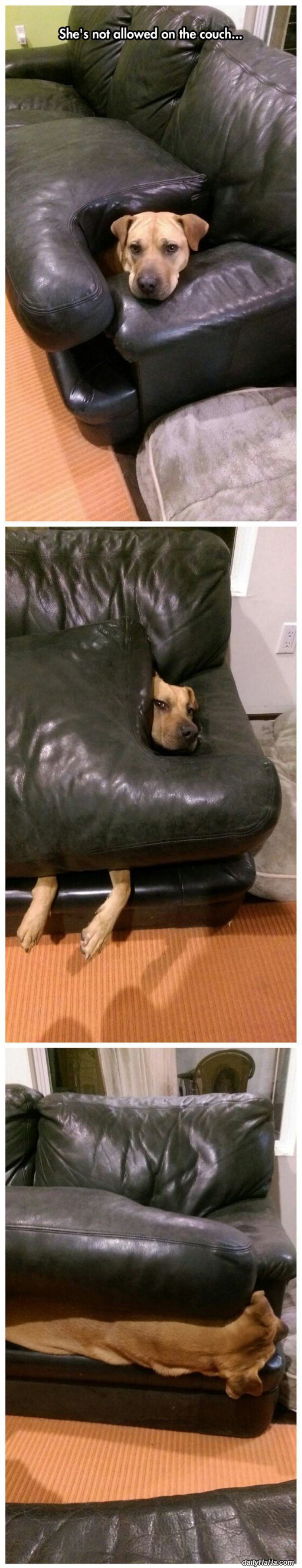 not allowed on the couch funny picture