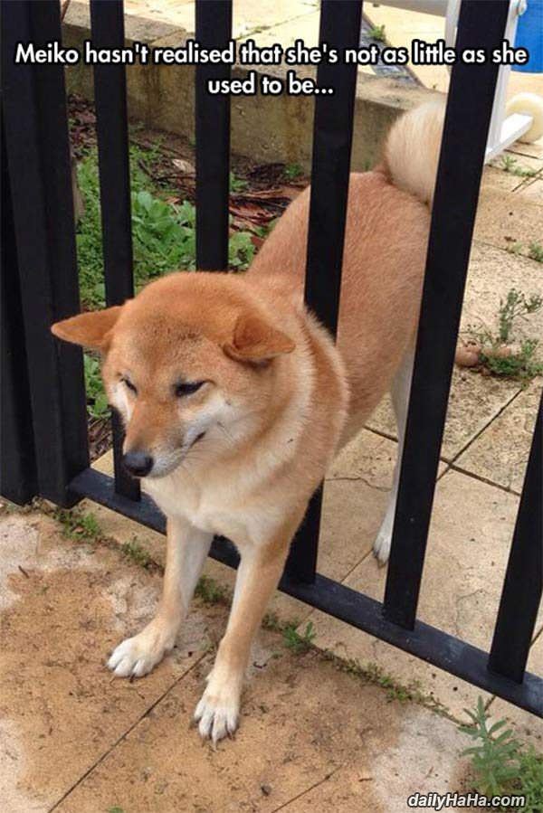 not as little funny picture