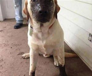 not sure who did it funny picture