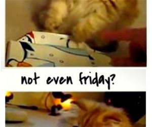 not the weekend yet funny picture