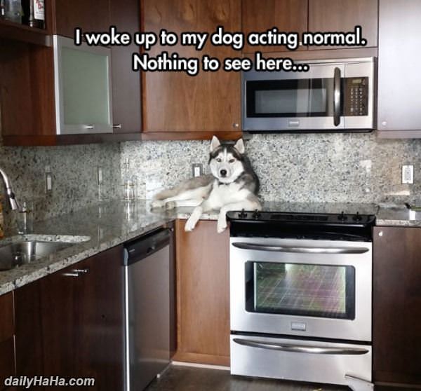 nothing to see here funny picture