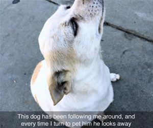 nothing to see here buddy funny picture