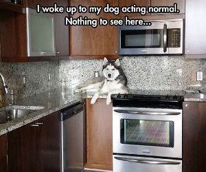 nothing to see here funny picture