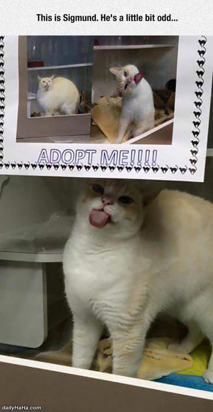 odd cat funny picture