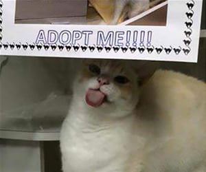 odd cat funny picture