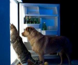 of course its ok funny picture