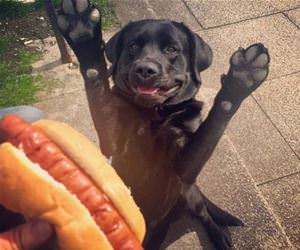 oh yes i wants dis funny picture