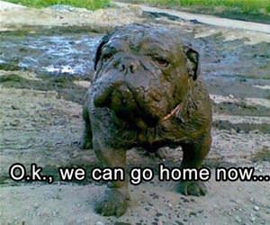 ok we can go home now funny picture