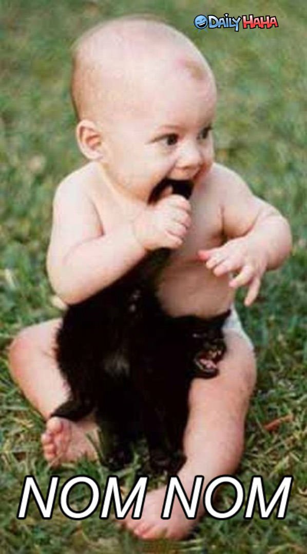 Om nom kitten funny picture