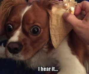 omg i hear it funny picture