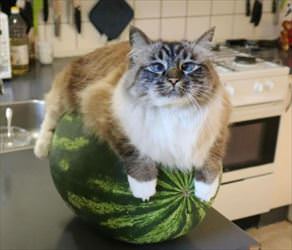 on the melon