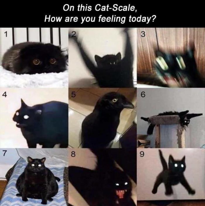 on this cat scale