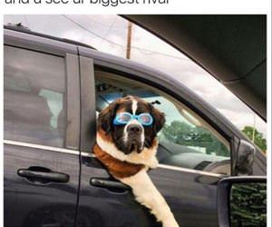 on the way to the swim meet funny picture