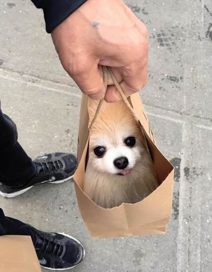 one bag of dog please