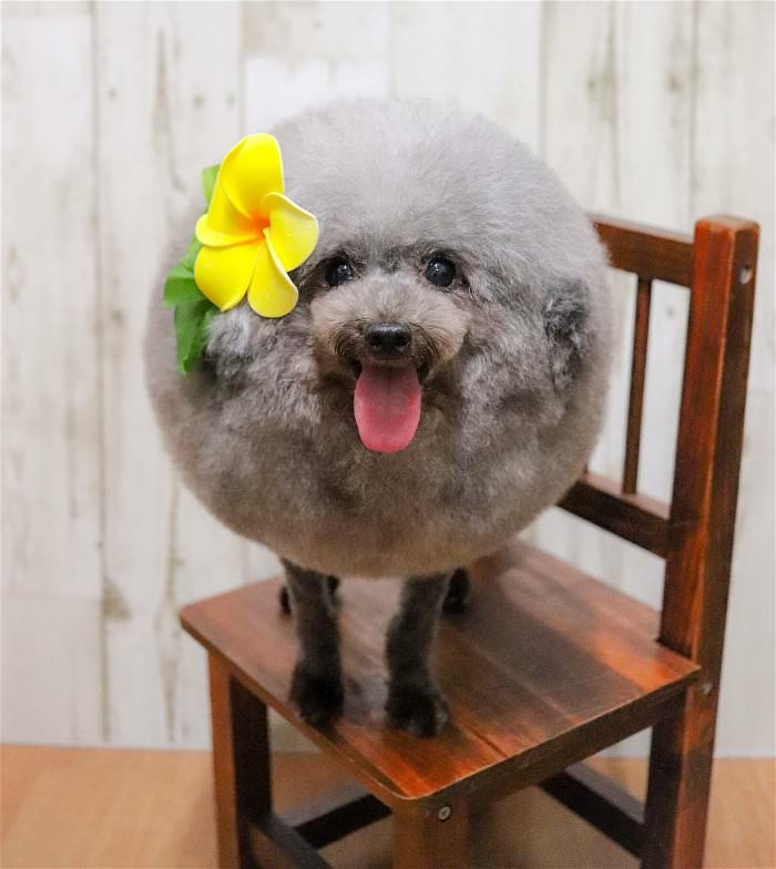 one fluffy dog