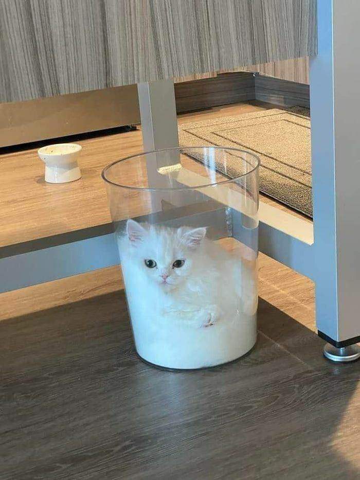 one glass of cat