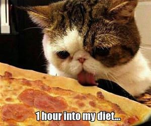 one hour into my diet funny picture