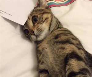 opened my bills funny picture