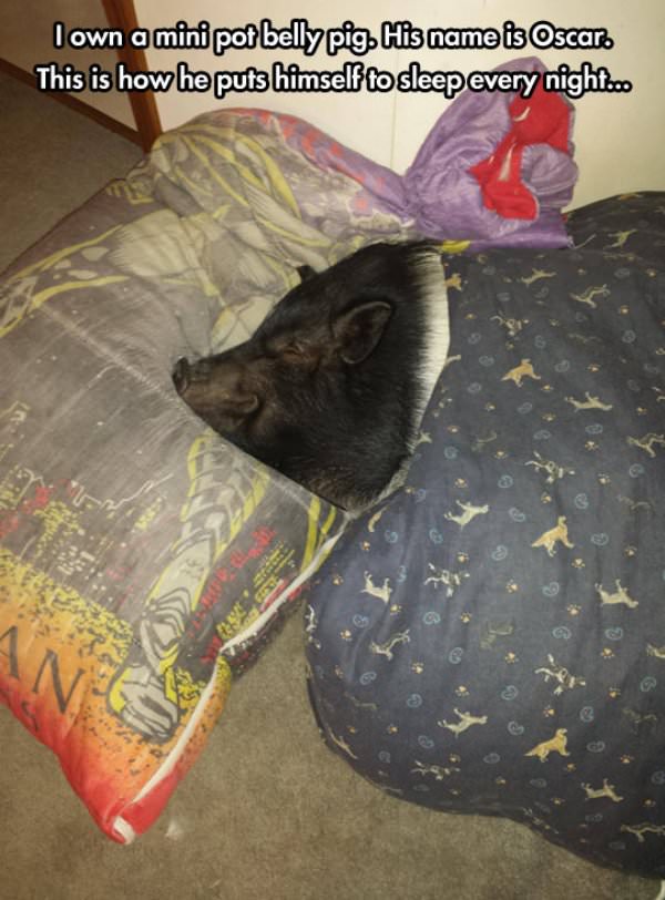 Oscars Bedtime Routine funny picture