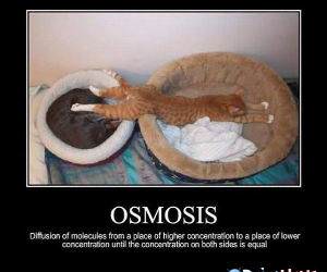 Osmosis funny picture