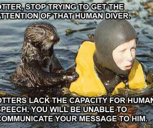 Otter Communication Pic