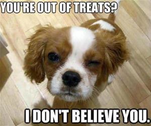 out of treats are you funny picture