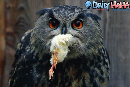 Owl Food