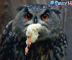 Owl Food