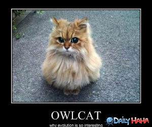 Owl Cat funny picture