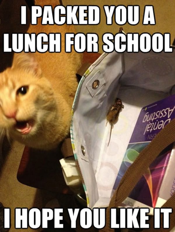 Packed You A Lunch funny picture
