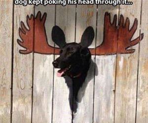 painted my fence funny picture