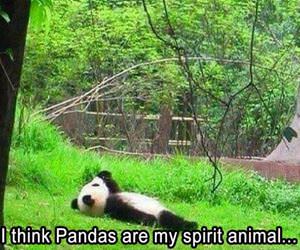 pandas are my spirit animal funny picture