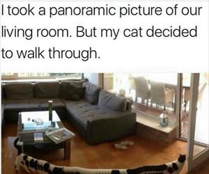 panoramic cat
