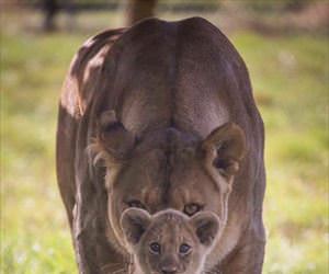 parenting perspective