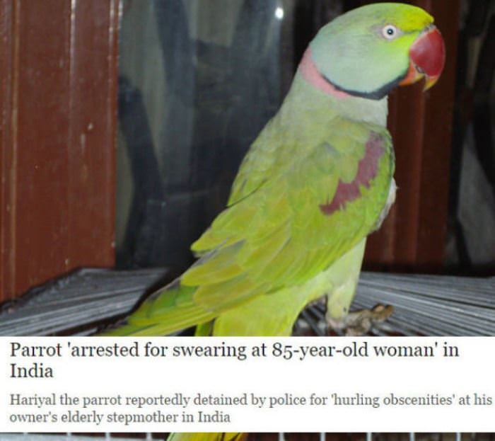 parrot arrested funny picture