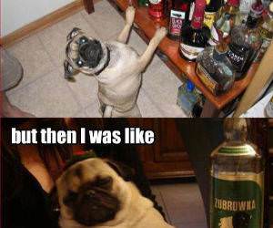 Party Dogs funny picture