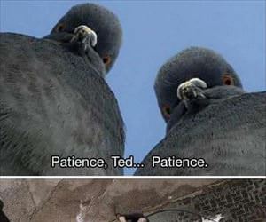 patience ... 2