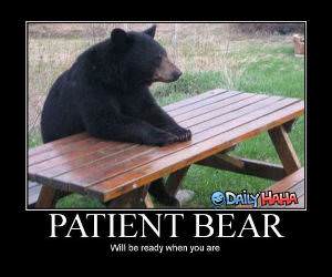 Patient bear Funny picture