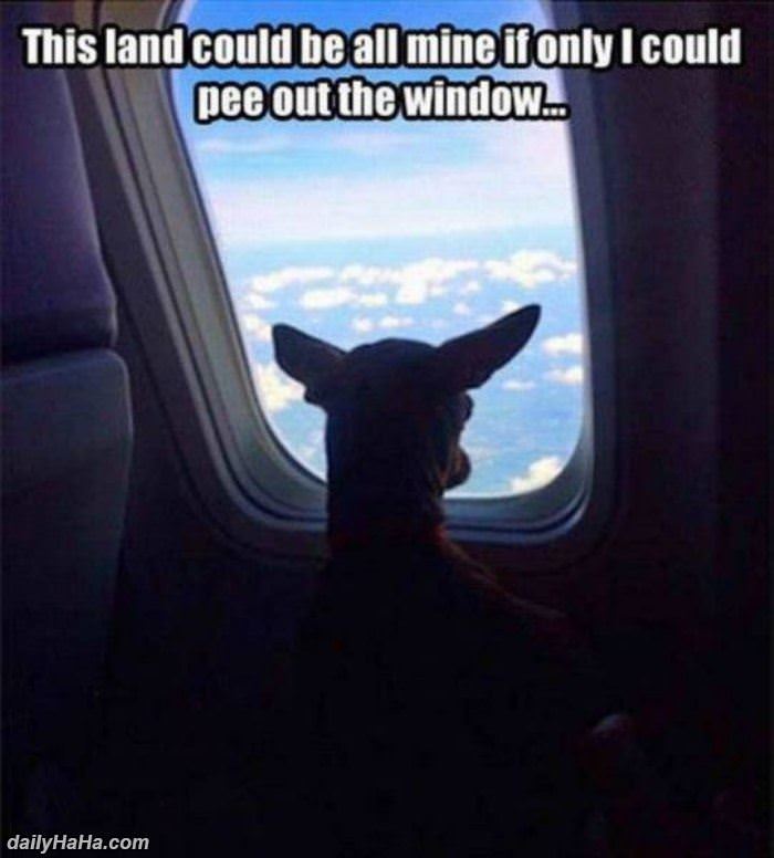 pee out the window funny picture