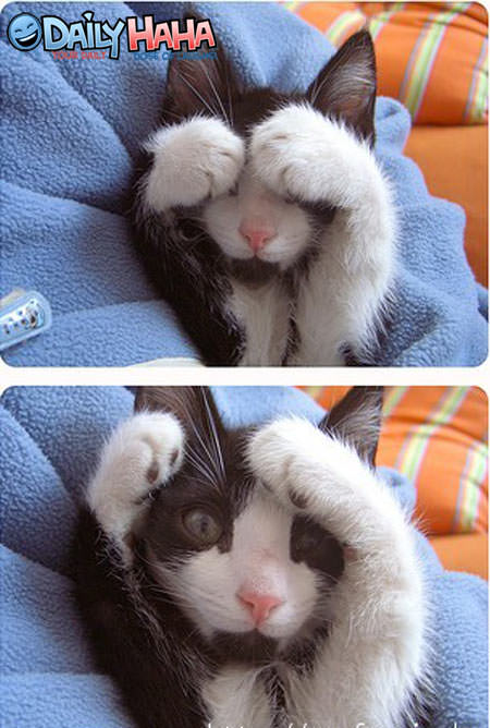 Peekaboo Kitten Cute Picture