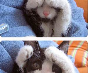 Peekaboo Kitten Cute Picture