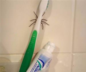 peekaboo funny picture