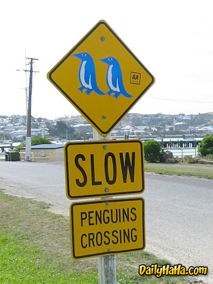 Watch out for Penguins