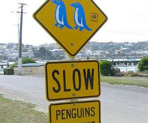 Watch out for Penguins