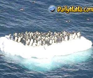 Penguins on a cruise.